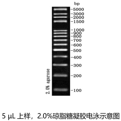 100bp plus DNA Ladder