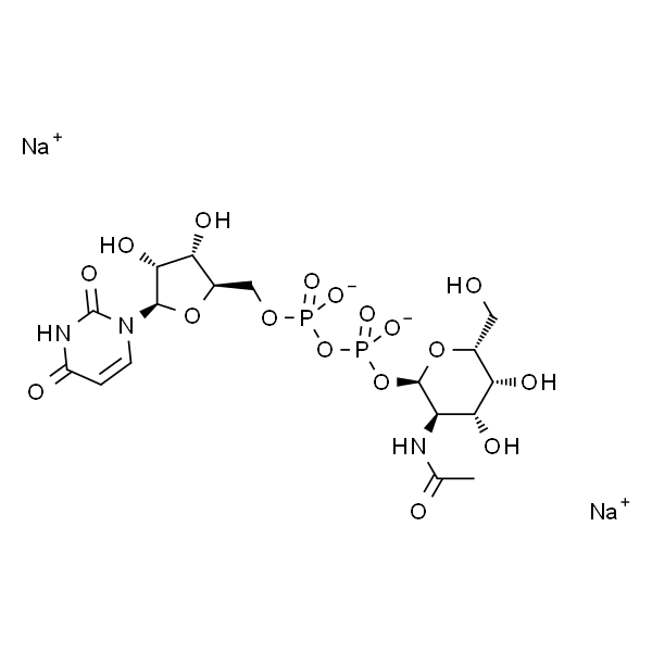 Uridine 5'-diphospho-N-acetylgalactosamine disodium salt 