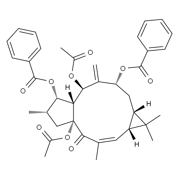 大戟因子L2