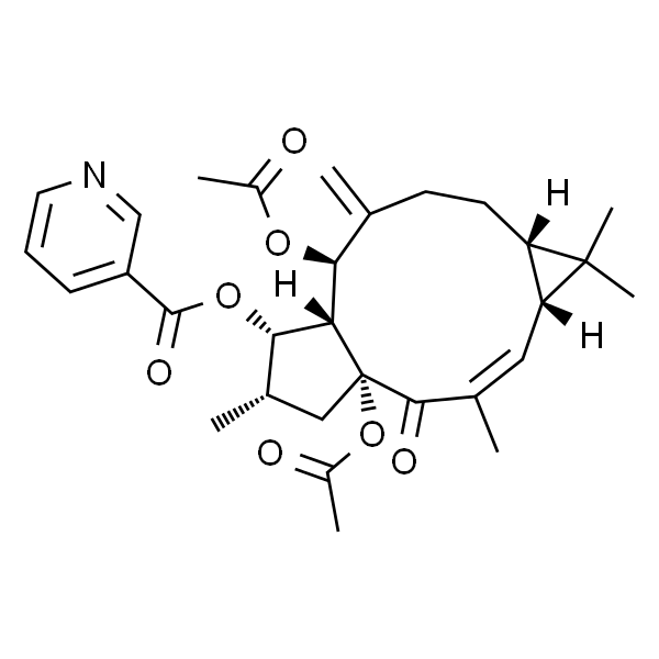 大戟因子L8