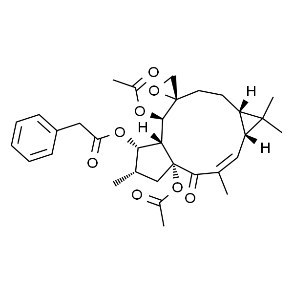 大戟因子L1