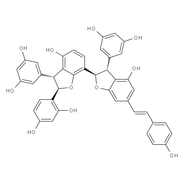 大子买麻藤乙素